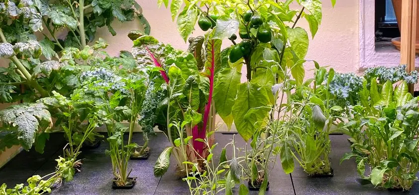 indoor gardening is easy