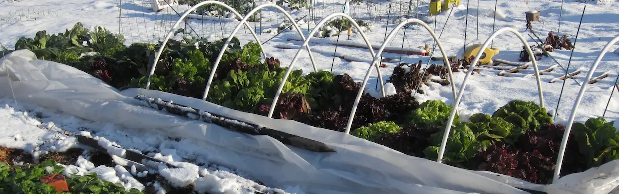 winter gardening is easy